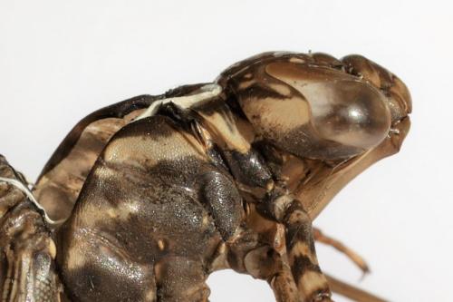 Aeshna grandis